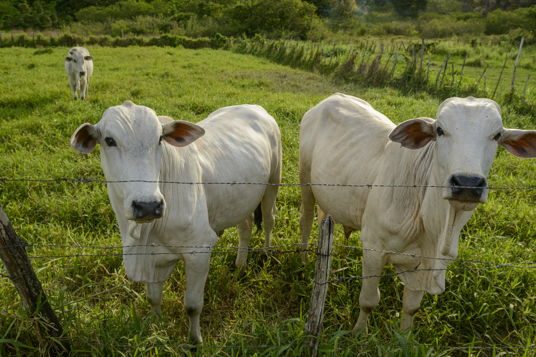 亚洲码欧美码一区二区三区