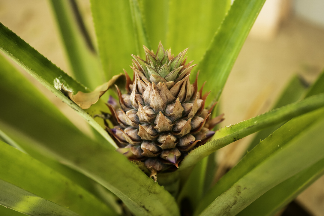 亚洲码欧美码一区二区三区