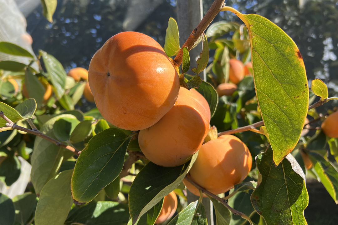 亚洲码欧美码一区二区三区