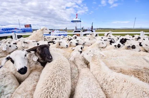 亚洲码欧美码一区二区三区