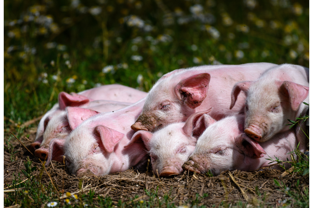 亚洲码欧美码一区二区三区