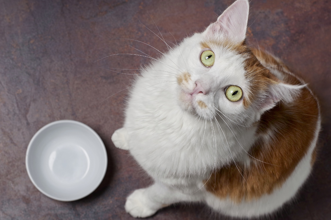 亚洲码欧美码一区二区三区