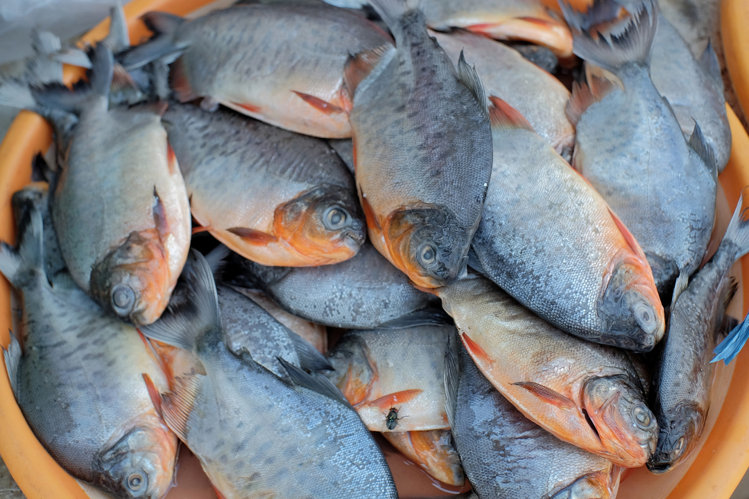 亚洲码欧美码一区二区三区