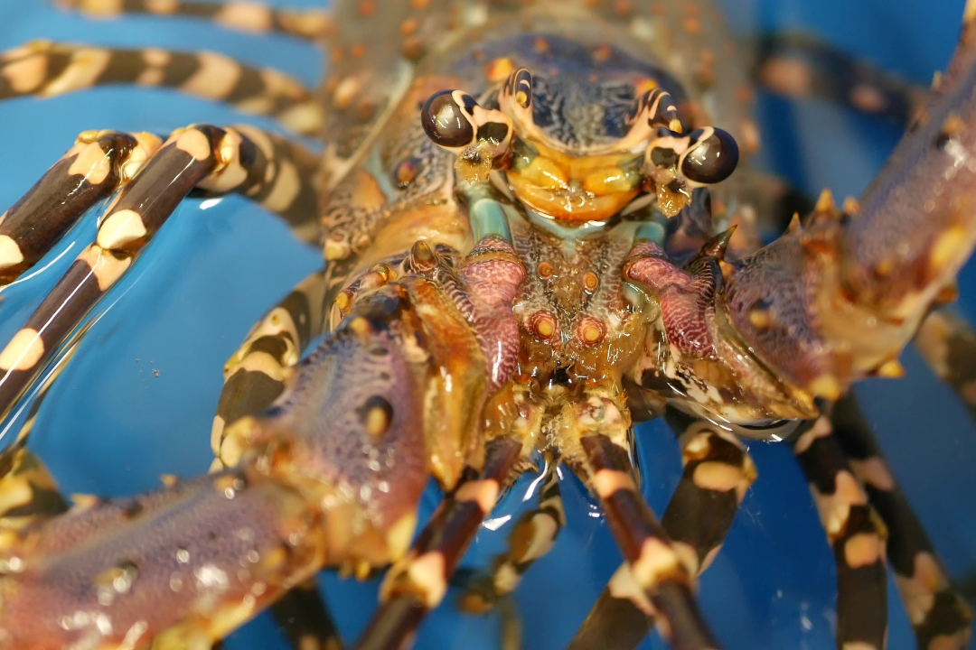 亚洲码欧美码一区二区三区