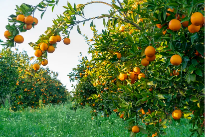 亚洲码欧美码一区二区三区